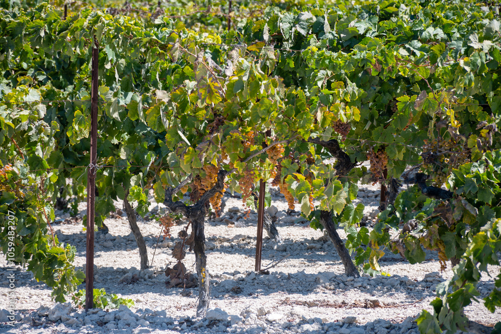 Fototapeta premium Harvest on famous sherry wines grape vineyards in Andalusia, Spain, sweet pedro ximenez or muscat, or palomino grapes, used for production of jerez, sherry sweet and dry wines