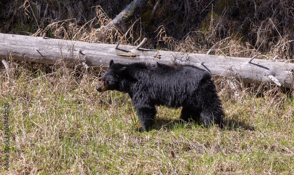 Black Bear in Yellowstone National Park Wyoming in Springtime Black Bear in Yellowstone National Park Wyoming in Springtime