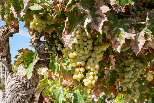 Harvest on famous sherry wines grape vineyards in Andalusia, Spain, sweet pedro ximenez or muscat, or palomino grapes, used for production of jerez, sherry sweet and dry wines photo