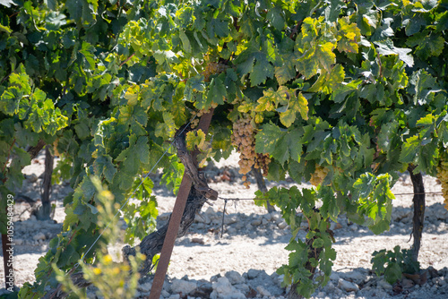 Harvest on famous sherry wines grape vineyards in Andalusia, Spain, sweet pedro ximenez or muscat, or palomino grapes, used for production of jerez, sherry sweet and dry wines photo