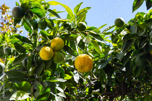 Fotografie Citrus fruits of sour orange bergamot riping on thee close up