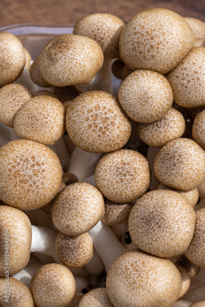 Brown shimeji edible mushrooms native to East Asia, buna-shimeji is widely cultivated and rich in umami tasting compounds Brown shimeji edible mushrooms native to East Asia, buna-shimeji is widely cultivated and rich in umami tasting compounds