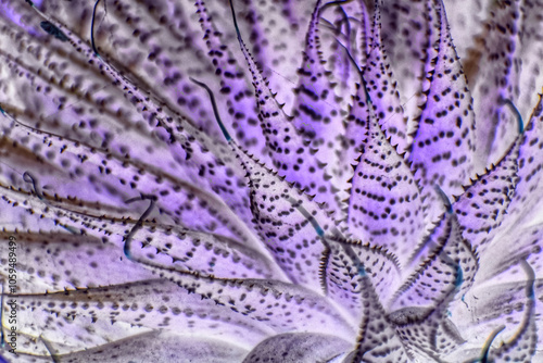 Abstract Purple Succulent