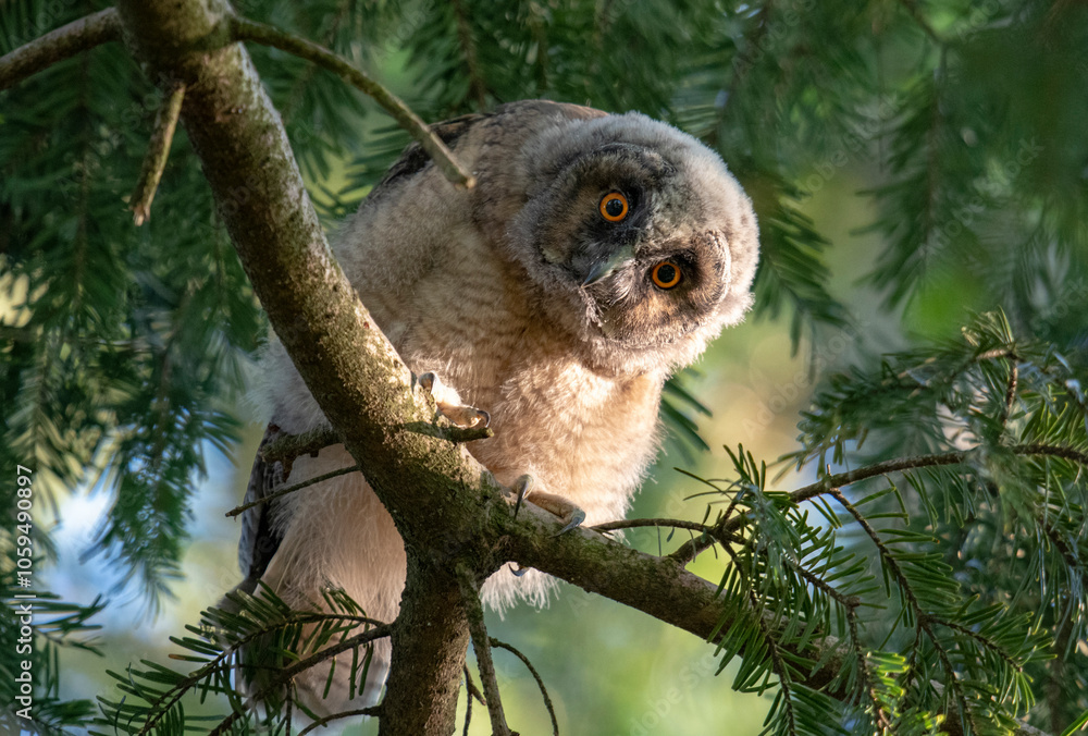 Fototapeta premium brown owl
