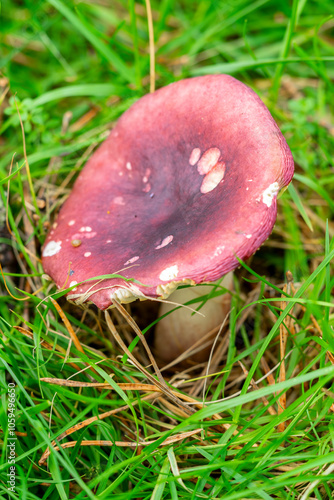 selective focus of a russula mushroom on a forest floor with blurred background photo