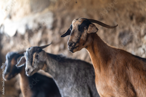 Fotografia brown goats and gray goats interact inside a stable