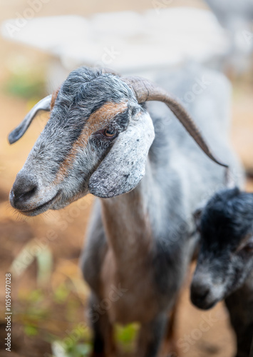 brown goats and gray goats interact inside a stable photo