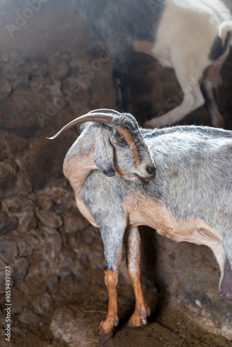 brown goats and gray goats interact inside a stable photo