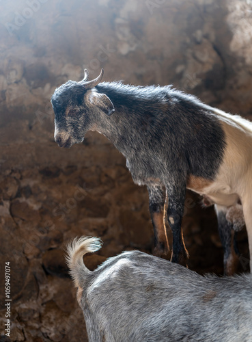 brown goats and gray goats interact inside a stable photo