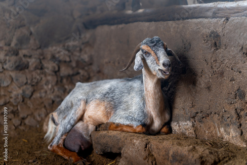 brown goats and gray goats interact inside a stable photo