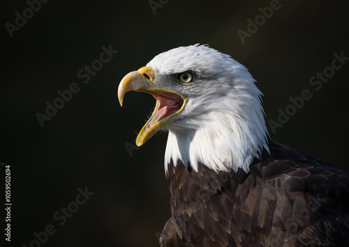 Screaming White-tailed Eagle