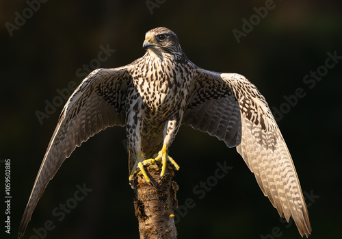 Saker falcon with spread wings