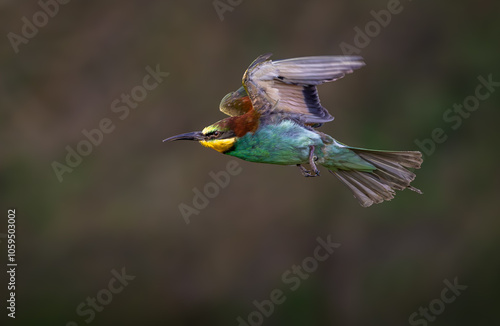  Bee-eater in flight
