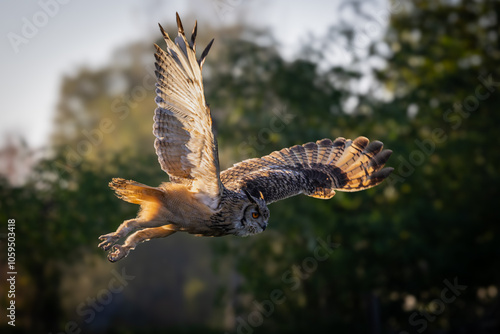 Bengal Eagle Owl in flight
