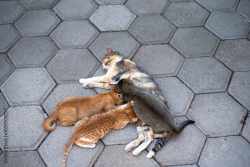 Street cats family mother feeding puppies photo