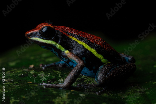 Colorful Posion Frog Amereega cainarachi photo