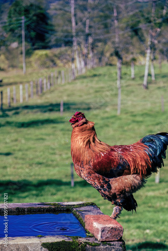 A free range red rooster drinking water from a rustic cement tank,  in a farm at the eastern Andean mountains of central Colombia. photo