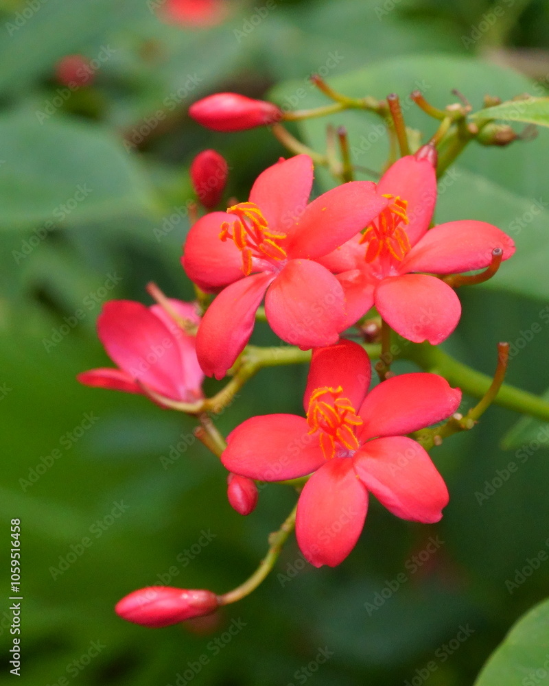 Obraz premium Closeup View of Bright Red Flowers with Parts Clearly Visible against a Rich Green Background