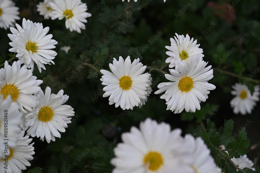 Fototapeta premium white chrysanthemum flowers, white daisy flowers as a background 