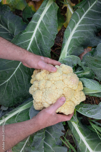 male hands holding a head of cabbage