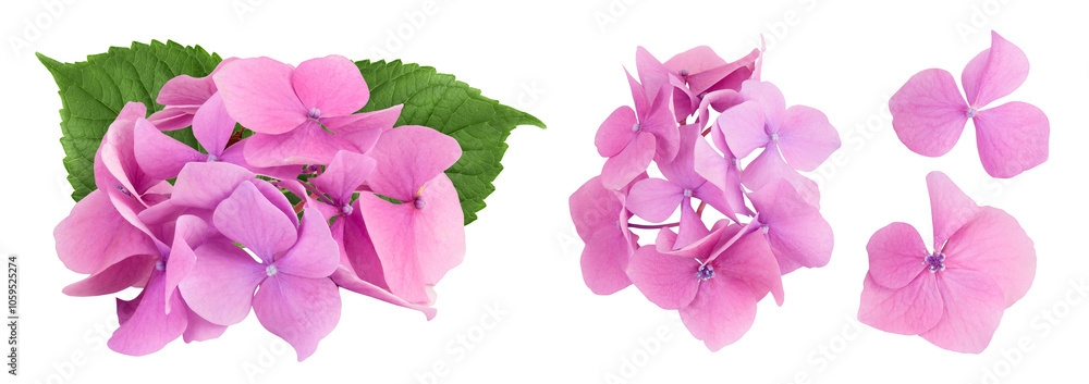 Foto Pink Hydrangea flower isolated on white background
