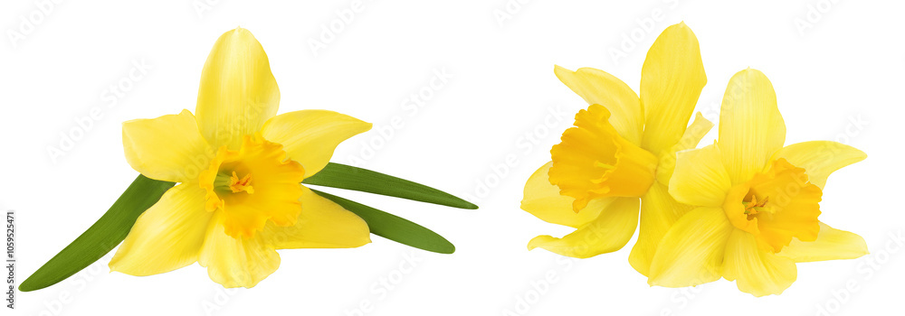 Fototapeta premium Daffodil flower or narcissus isolated on white background with full depth of field