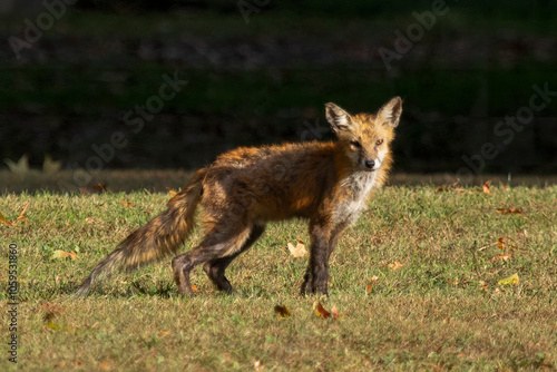 A Red Fox with hair loss from sarcoptic mange stands outside on a sunny day, in a clearing near the woods.
