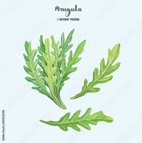 Hand drawn set of mix salad arugula. Watercolor herbs. Fresh organic food. Vector illustration with herbs.