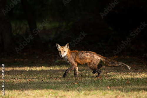 A Red Fox with hair loss from sarcoptic mange stands outside on a sunny day, in a clearing near the woods.