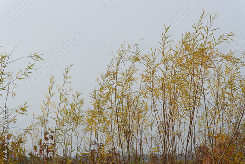 close-up of self-seeded willow saplings in autumn on a gray blue sky photo