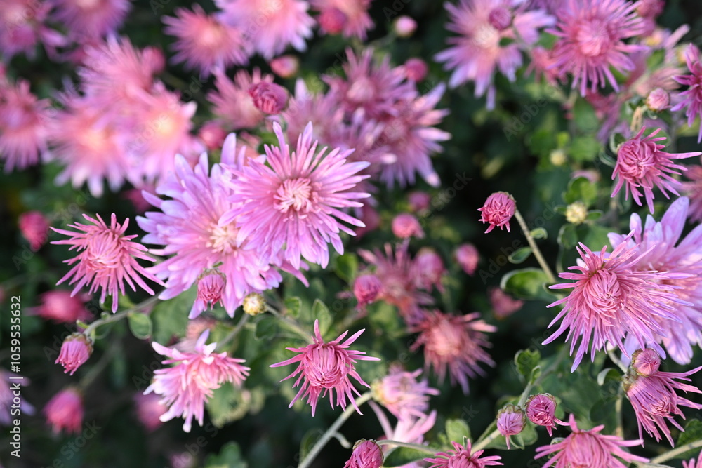 Obraz premium Pink aster flowers close up – blooming pink chrysanthemums floral background, autumn garden blossom, delicate pastel flowers texture for design, greeting card, wedding, romantic and decorative concept