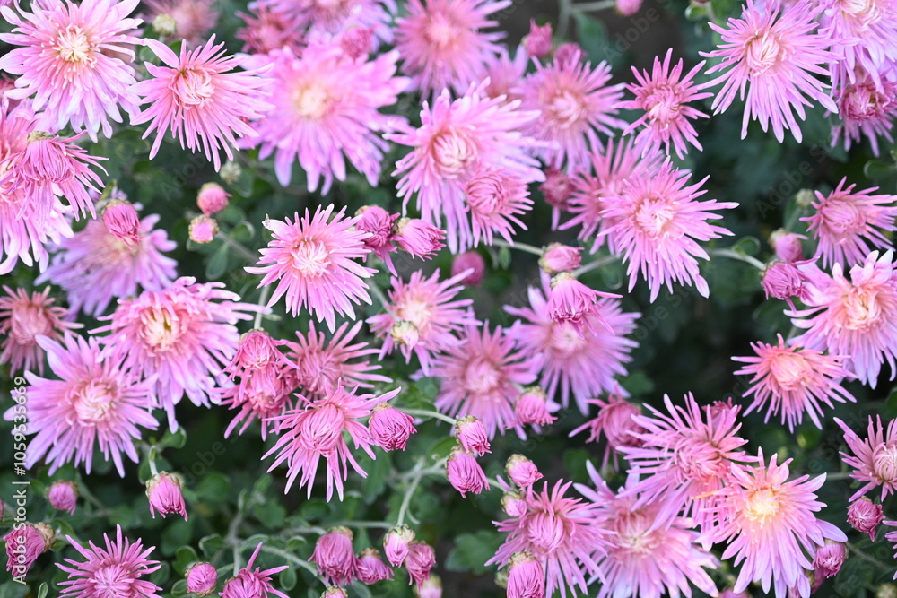 Fototapeta premium Close up photo of chrysanthemum top, chrysanthemum flowers macro as background, floral fall backgrounds 