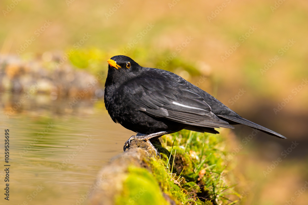 Fototapeta premium Common Blackbird