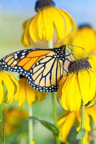 Closeup of monarch butterfly on a daisey. photo