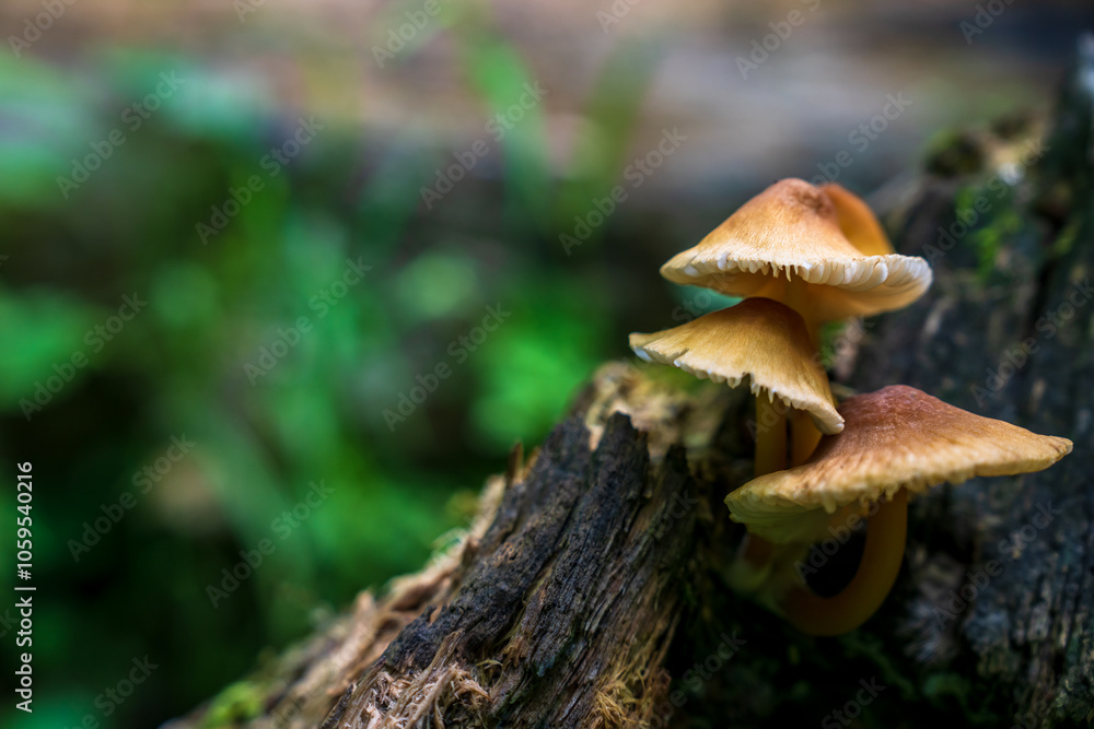 Fototapeta premium Forest mushrooms on tree trunk close up