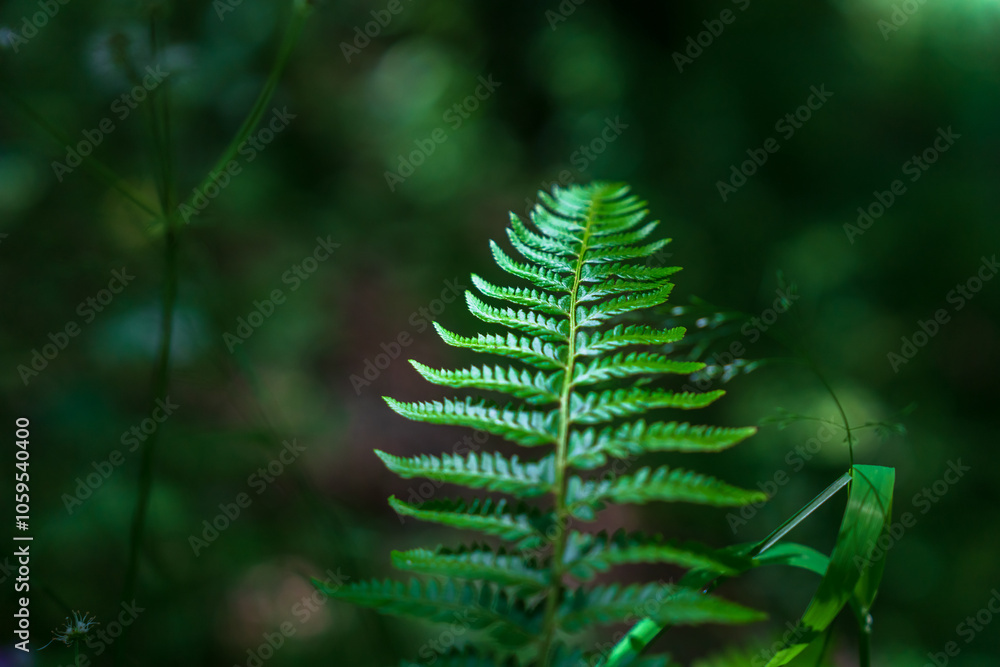 forest conifer, green leaf close up forest conifer, green leaf close up