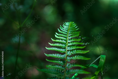 forest conifer, green leaf close up