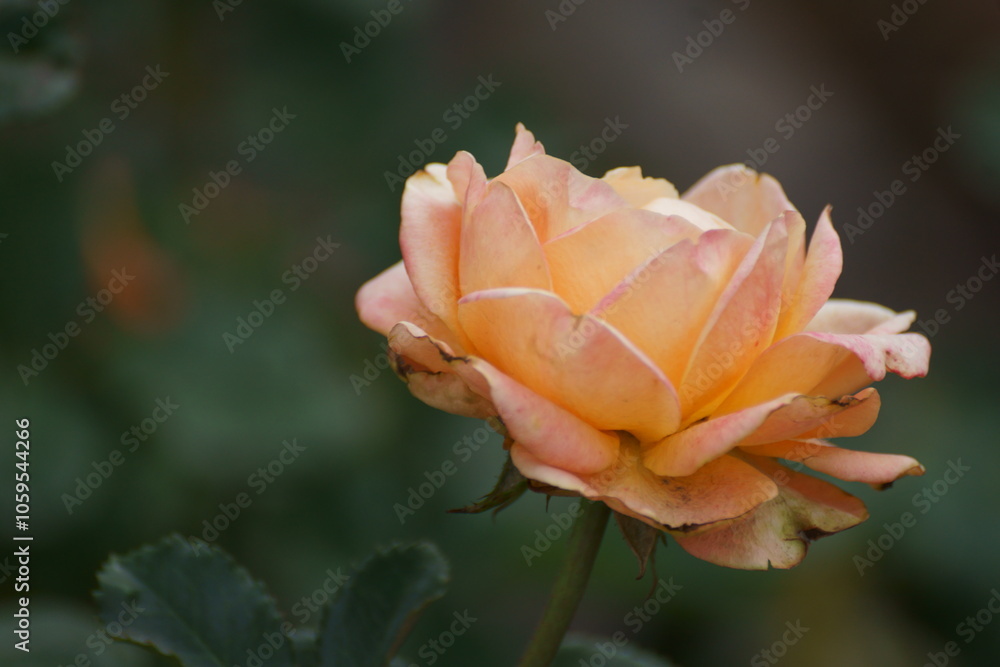 Fototapeta premium orange rose flower