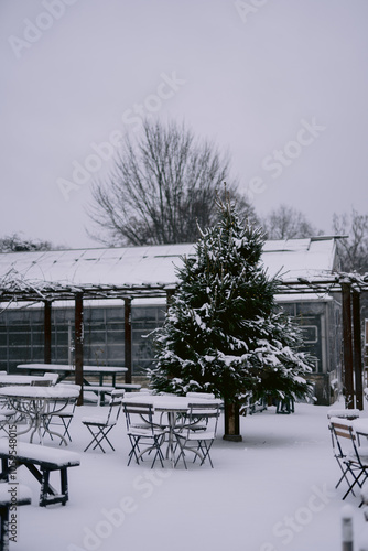 Snow-covered Christmas tree against greenhouse backdrop. photo