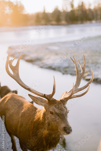 Majestic stag with large antlers in winter dawn light photo