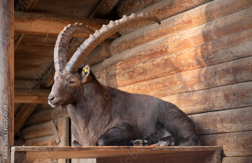 Wallpaper Mural Alpine Ibex Resting on Wooden Platform in a Rustic Shelter Torontodigital.ca