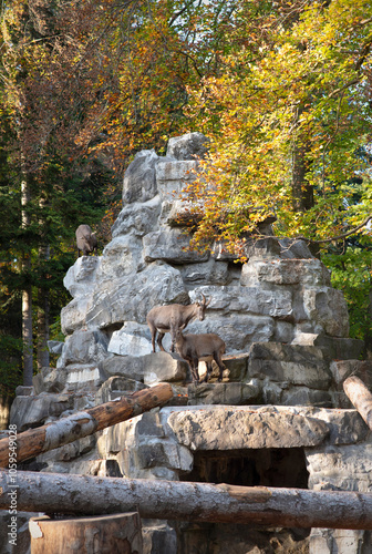 Wallpaper Mural Alpine Ibex Grazing on Rocky Terrain in Autumn Forest Torontodigital.ca