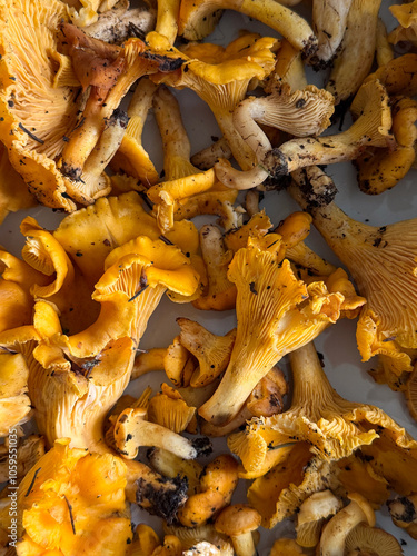 chanterelle mushroom photo