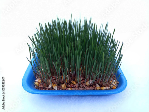 Samani on the abdomen . Novruz holiday, Traditional fresh green grass samani - symbol of spring and Novruz . photo