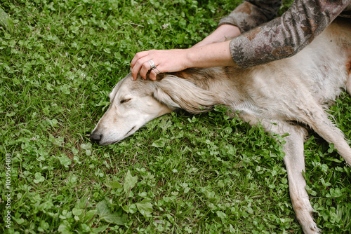 Woman stroking a dog photo