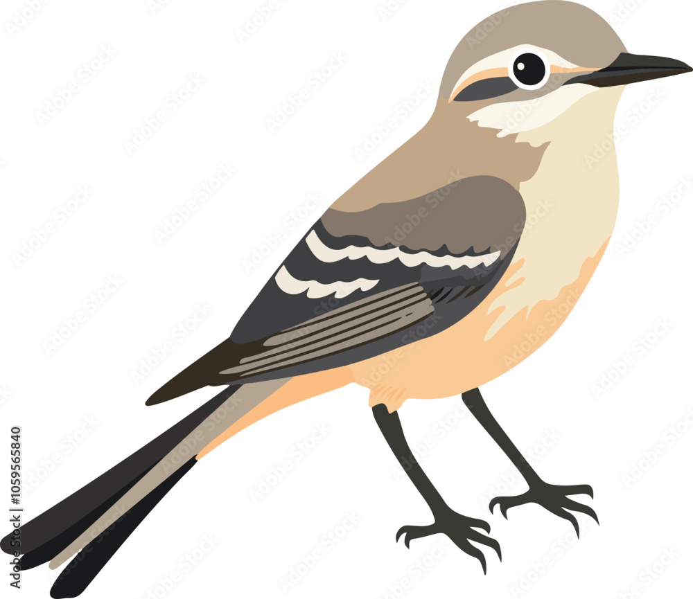 Obraz premium simple vector mockingbird clipart