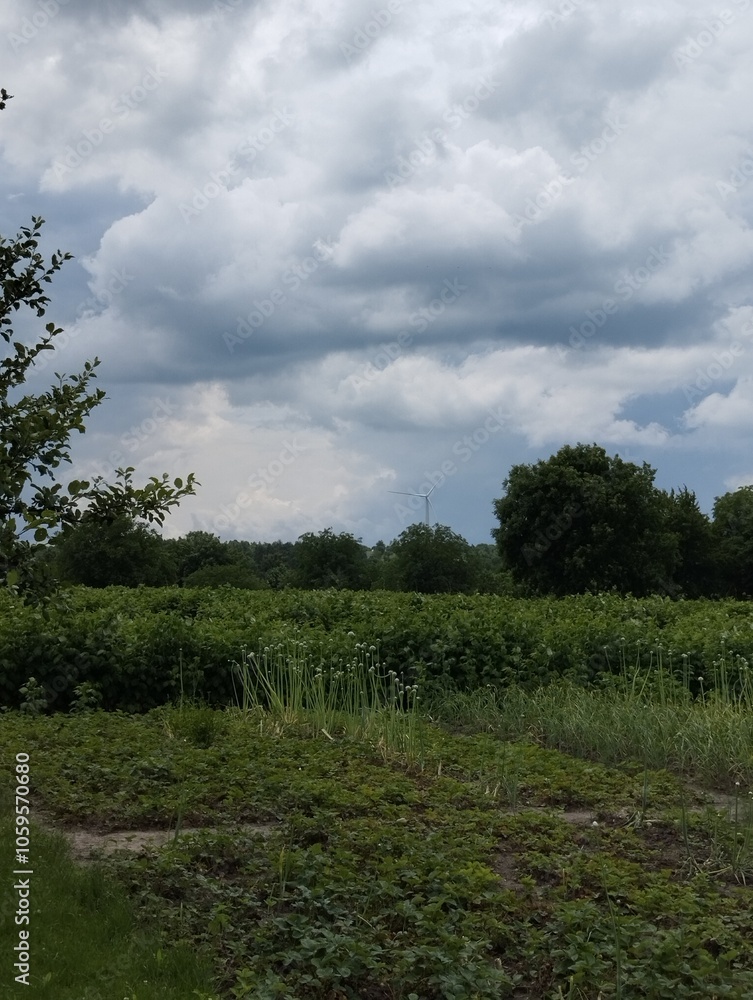 Obraz premium Сад