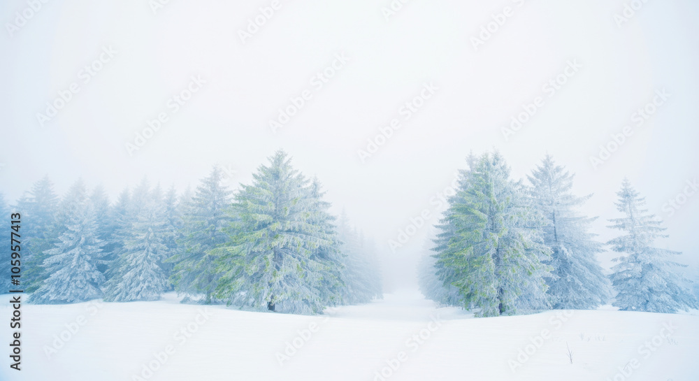 Fototapeta premium Serene Winter Forest Landscape: Snow-Covered Trees in Misty Wilderness Scene