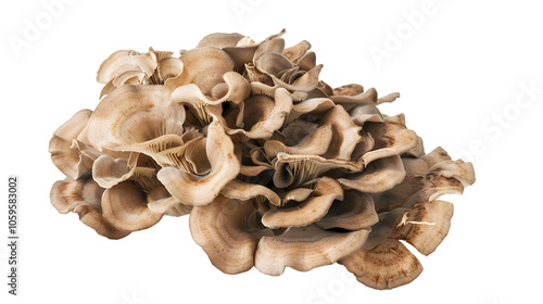 maitake mushroom, grifola frondosa isolated on white background photo