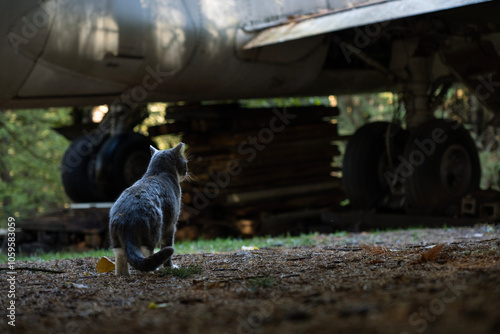 The Cat Looking at the Airplane Home